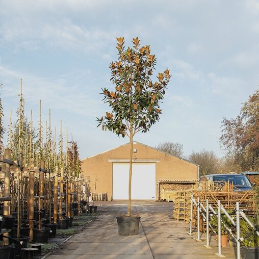 Magnolia grandiflora 500-600 cm