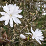 Magnolia stellata