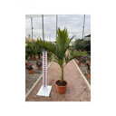 Majestueuze palm (Ravenea rivularis)
