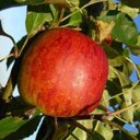 Appelboom 'Benoni' leivorm laag (zelfbestuivend)
