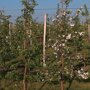 Appelboom 'Jonagold' oude boom (zelfbestuivend)