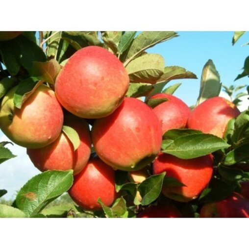 Appelboom 'Jonagold' oude boom (zelfbestuivend)