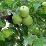 Appelboom 'Golden Delicious' hoogstam (zelfbestuivend)