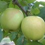 Appelboom 'Golden Delicious' halfstam (zelfbestuivend)