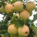 Appelboom 'Golden delicious' leivorm laag (zelfbestuivend)