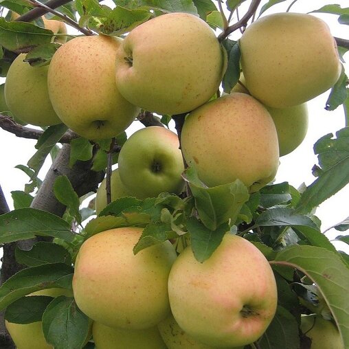 Appelboom 'Golden Delicious' hoogstam (zelfbestuivend)