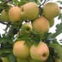 Appelboom 'Golden Delicious' hoogstam (zelfbestuivend)