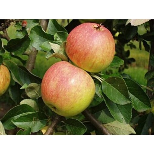 Appelboom 'James Grieve' leivorm laag (zelfbestuivend)