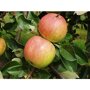Appelboom 'James Grieve' leivorm laag (zelfbestuivend)