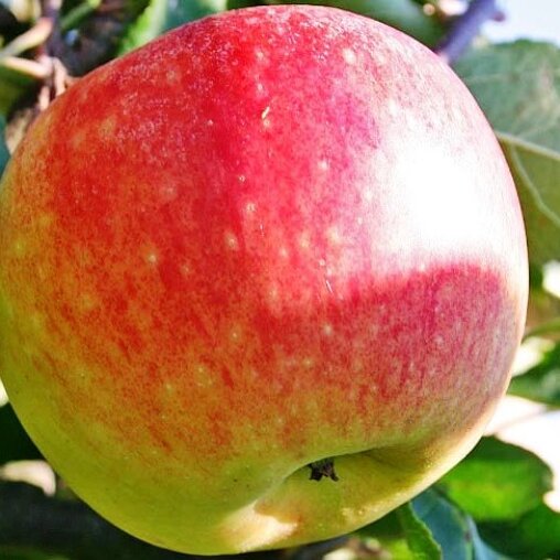 Appelboom 'James Grieve' halfstam (zelfbestuivend)