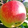 Appelboom 'James Grieve' halfstam (zelfbestuivend)