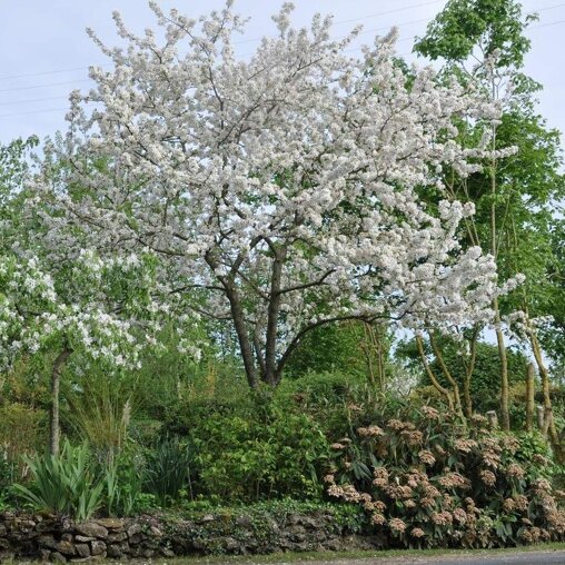 Malus 'Evereste'