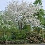 Malus 'Evereste'