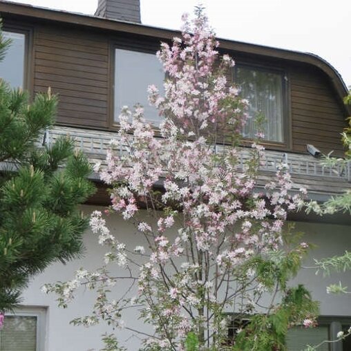 Malus ‘Red Obelisk’ bloesem