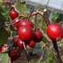 Malus ‘Red Obelisk’ sierappels