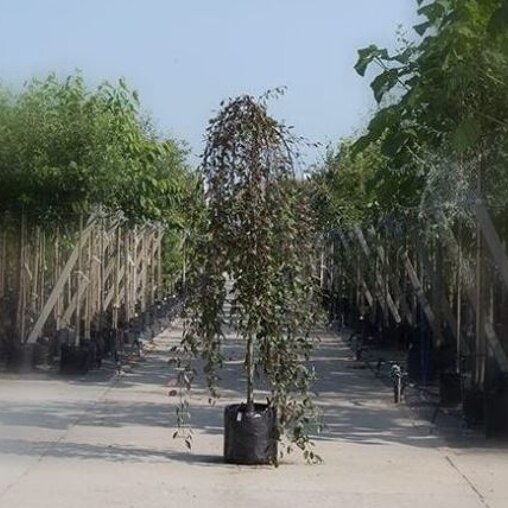 Malus 'Royal Beauty'