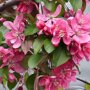 Malus 'Royal Beauty'