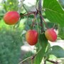 Malus ‘Rudolph’