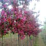 Malus ‘Rudolph’