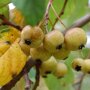 Malus ‘Veitch’s Scarlet’ sierappels geel