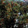Malus ‘Veitch’s Scarlet’ sierappels