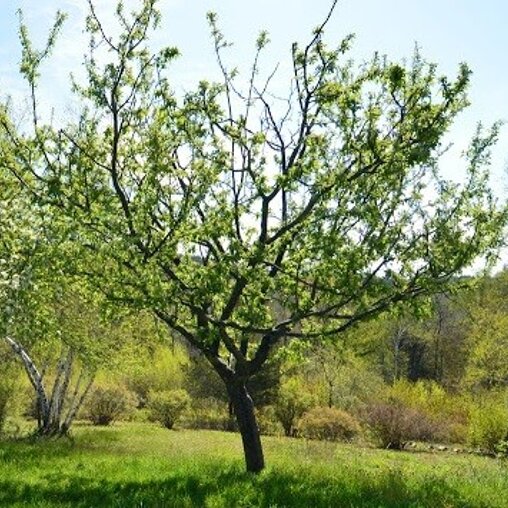 Malus ‘Veitch’s Scarlet’
