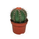 Melocactus matanzanus in 13 cm pot