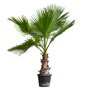 Mexicaanse waaierpalm 100 - 120 cm