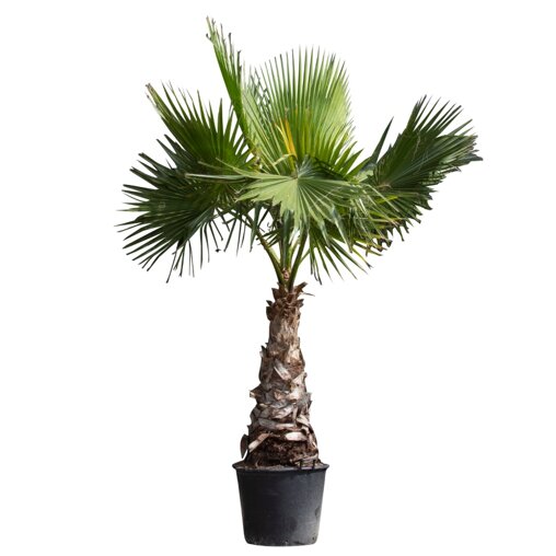 Mexicaanse waaierpalm 200 - 250 cm