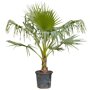 Mexicaanse waaierpalm 80 - 100 cm