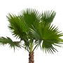 Mexicaanse waaierpalm blad