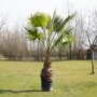 Mexicaanse waaierpalm in kweekpot