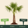 Mexicaanse waaierpalm