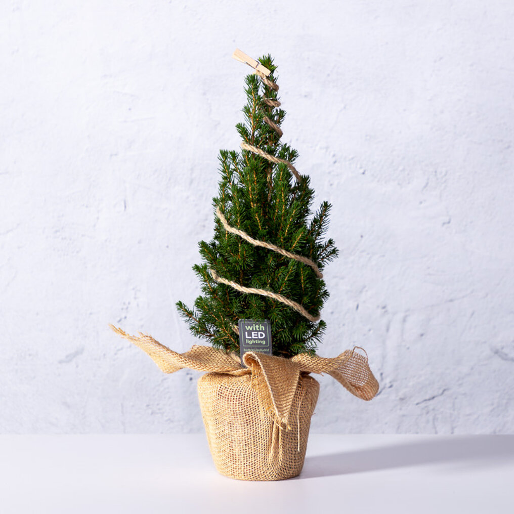 snijder vreemd Traditioneel Versierde mini kerstboom met LED verlichting kopen? Tuincentrum.be bezorgt  ✓ Snel in huis ✓ Advies voor en na aankoop