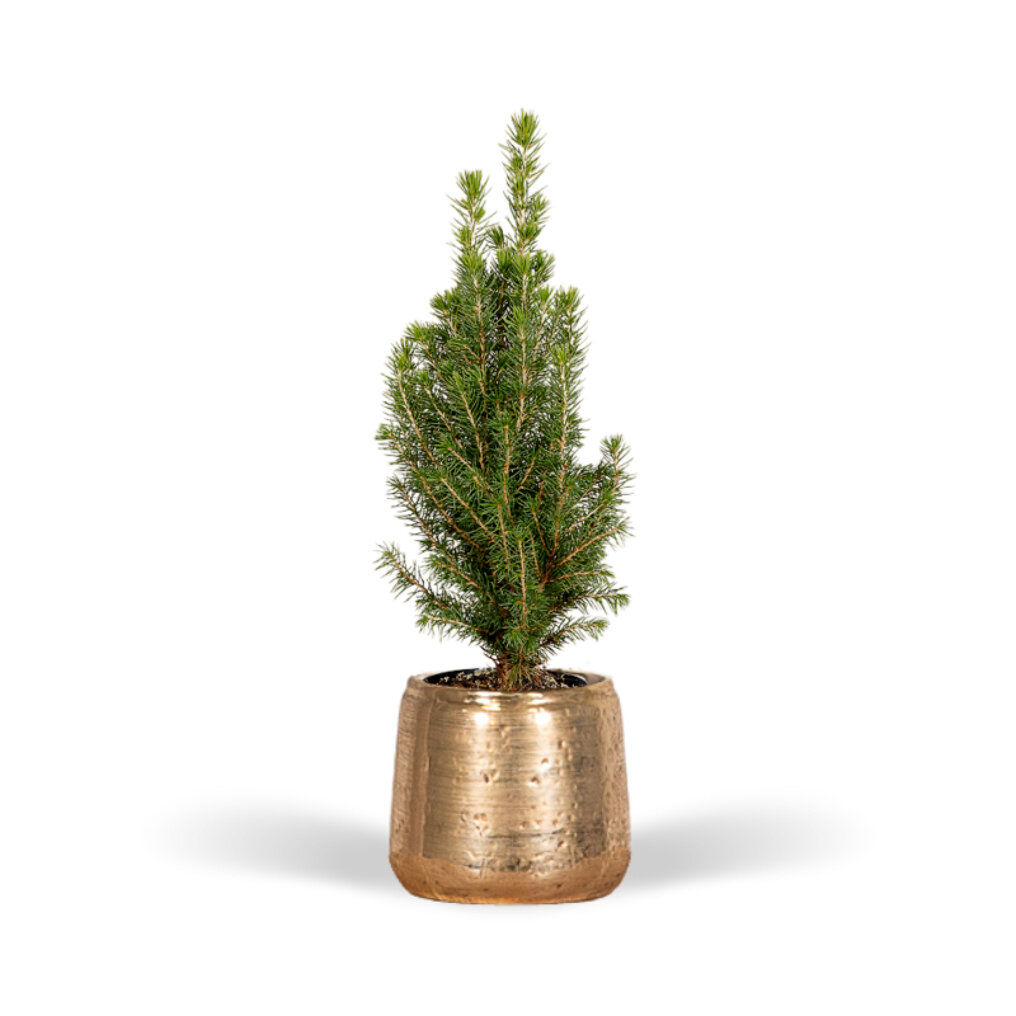 naaimachine Triviaal Zwijgend Mini kerstboom inclusief gouden pot kopen? Tuincentrum.nl bezorgt ✓ Snel in  huis ✓ Advies voor en na aankoop