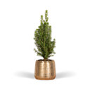 Mini kerstboom inclusief gouden pot