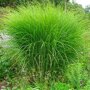 Miscanthus sinensis 'Gracillimus'