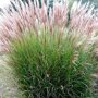Miscanthus sinensis 'Gracillimus'