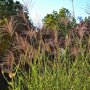 Miscanthus sinensis 'Strictus'