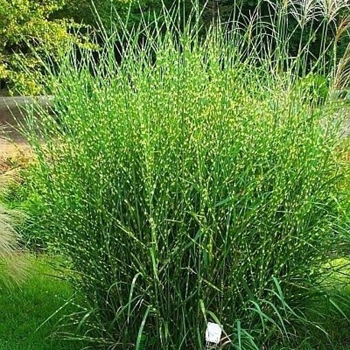Miscanthus sinensis 'Strictus'