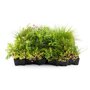 Daktuin element ECO Sedum & Wildflower voorzijde