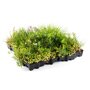 Daktuin element ECO Sedum & Wildflower
