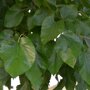 Morus alba ‘Fruitless’ blad