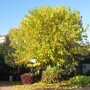 Morus alba ‘Fruitless’ herfstkleur