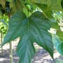 Morus alba 'Fruitless' blad
