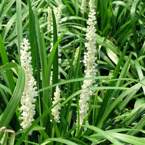 Liriope muscari 'Monroe White' bodembedekker