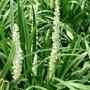 Liriope muscari 'Monroe White' bodembedekker