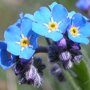 Buzzy ® Myosotis alpestris Blauw