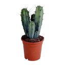 Myrtillocactus geometrizans in 17 cm pot