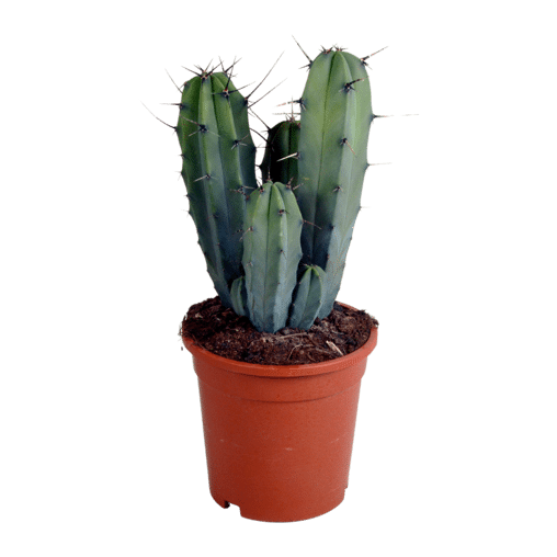 Myrtillocactus geometrizans in 17 cm pot